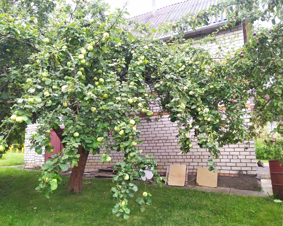 Дача СТ Вясёлка-1, Логойское направление