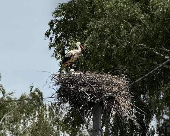 Дом в д. Лесуны, ул. Молодежная (Слуцкий р-н, Минская область)