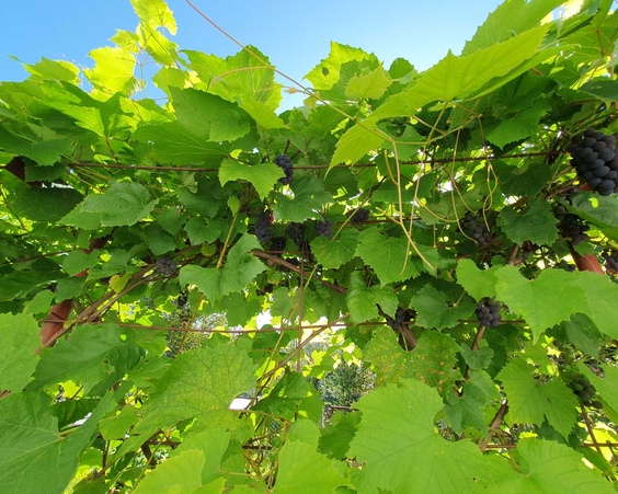 Дача СТ Планета-2001